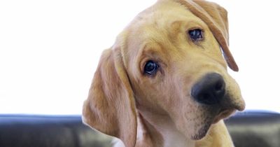 'My date ghosted me when I told her my dog's name - she looked so disappointed'