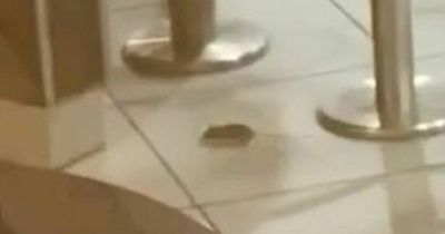 Man spots mouse running through Burger King restaurant after closing time