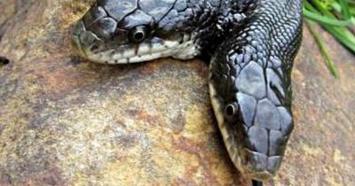 Two headed-snake stuns scientists as it defies overwhelming odds to survive 17 years