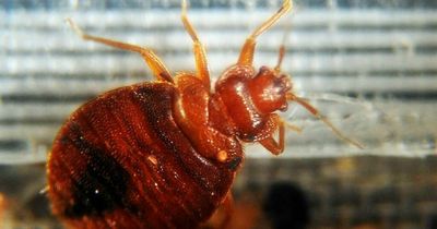 Irish holidaymakers urged to know tell-tale signs of bed bugs this summer