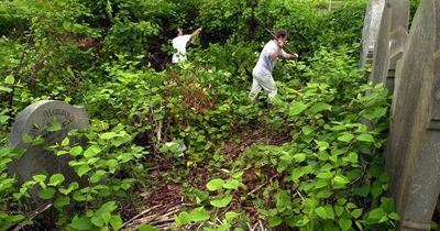 The areas of Wales most at risk from Japanese knotweed