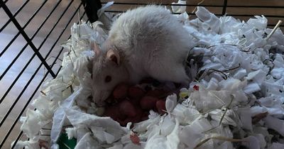 Stunned Lanarkshire couple's pet rat gives birth to 13 pups just days after they brought her into their home