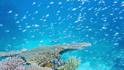 Labor pledges more money to protect Great Barrier Reef from climate change if elected