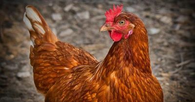 Bird flu confirmed at Nottinghamshire poultry farm
