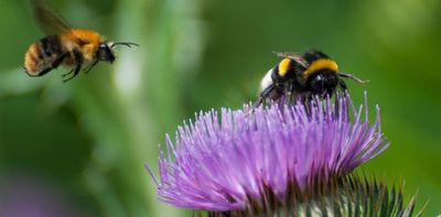 Bee highways: how they work and why we need them