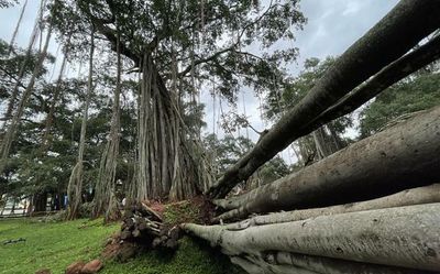 Video | Bengaluru’s beloved Big Banyan Tree hurt by heavy rains