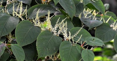 Worst areas in the UK for Japanese knotweed named - see if your area is on list