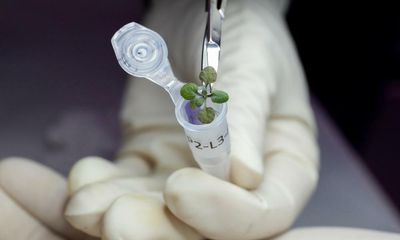 Cress seeds grown in moon dust raise hopes for lunar crops