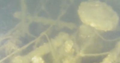 Edinburgh diver captures incredible footage of Firth of Forth wartime shipwreck