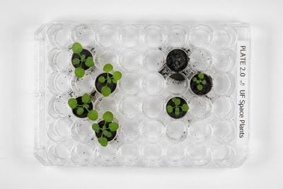 Scientists grow plants in lunar dirt, next stop moon