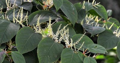New map shows Edinburgh as one of worst Japanese knotweed hotspots in the UK
