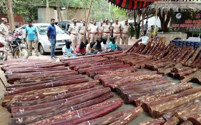 Andhra Pradesh: 11 arrested, red sanders logs worth ₹7 crore seized