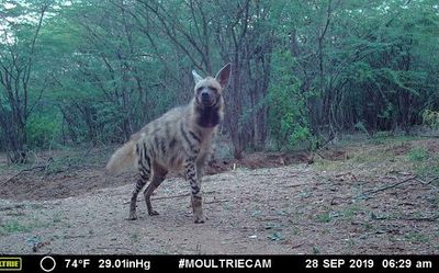 The fading call of the striped hyena