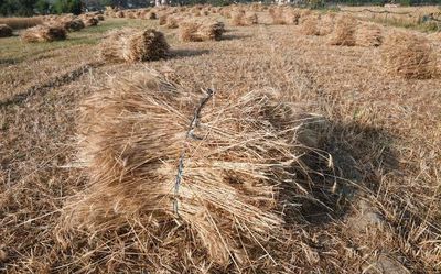 India to send trade delegations abroad for wheat exports
