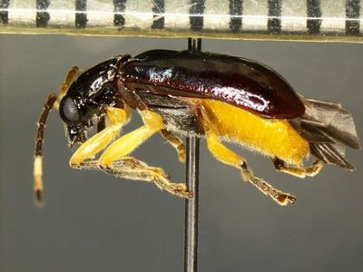 Border agents block rare and destructive beetle from entering US