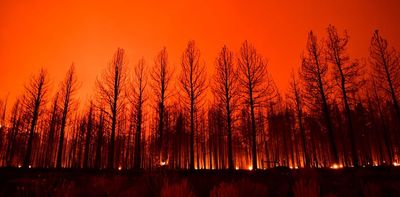 Trees aren't a climate change cure-all – 2 new studies on the life and death of trees in a warming world show why