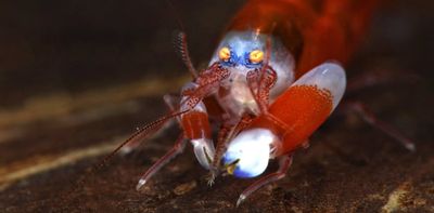 Baby oysters follow the crackling sound of snapping shrimp