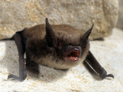 The December tornado outbreak in Kentucky destroyed many trees – a key habitat for bats