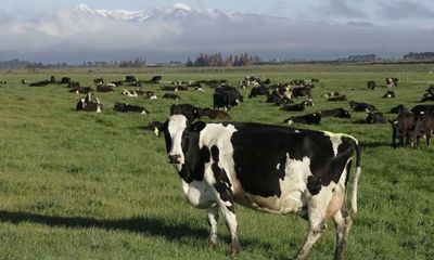 New Zealand’s dairy industry should stop using Māori culture to pretend it’s sustainable