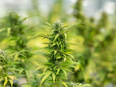 Coda Launches 1Mg THC 'Fruit Notes' For Precise Cannabis Microdosing
