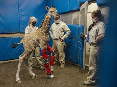 A giraffe born with a disorder gets modified leg braces designed for humans