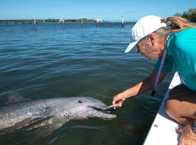 Rehabilitated dolphin leaves quarantine at Florida facility