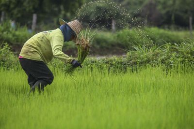 Climate-smart rice farming a win-win