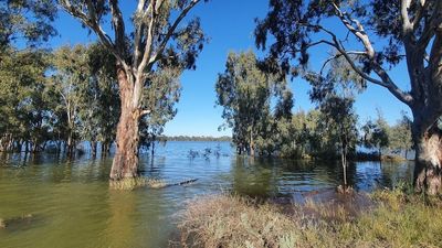 NSW lake filled with water by rice farmer Jeremy Morton to help nurture the environment