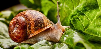 Could we learn to love slugs and snails in our gardens?