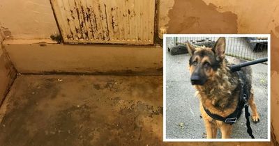 The filthy, disgusting 'cell' where cruel family locked poor dog inside covered in its waste all day