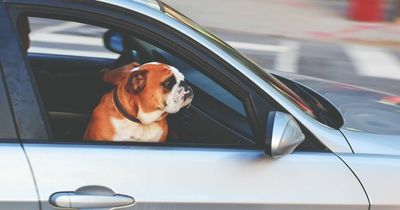 Exactly how hot it gets when you leave a dog inside a car