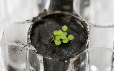 Scientists successfully grow plants in moon soil for first time