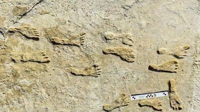 Ancient Footprints Reshape Scientists’ Understanding Of Early Life In The Americas