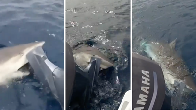 Pls Watch In Abject Horror As This Fuck-Off Huge Shark Tried To ‘Inhale’ A Boat Off WA’s Coast