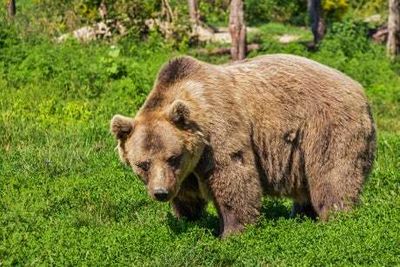 US paratrooper mauled to death by brown bear in Alaska named