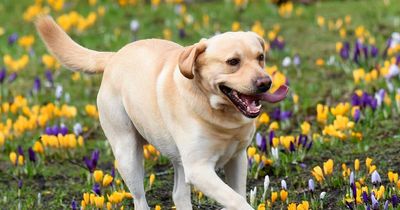 Warm weather to hit Scotland this weekend with 19C highs in May hot spell
