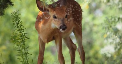 'Zombie deer' struck down by horrifying wasting disease ripping through wild animals