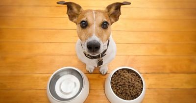 Dogs going off their food could be a sign of illness or anxiety, expert claims