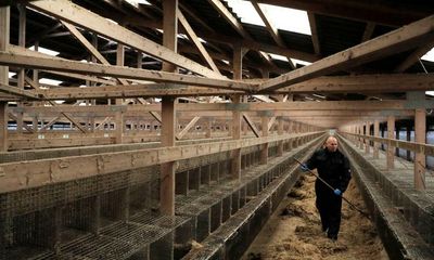 Danish farmers turn their backs on mink after Covid mutation cull
