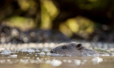 Birds, beavers and microparks: experts plan to rewild London
