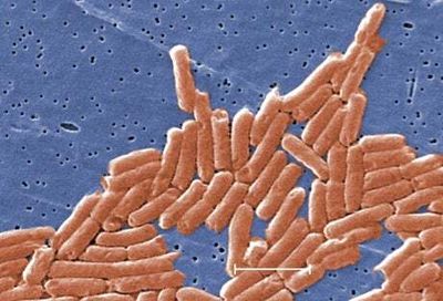 What is salmonella and how is it spread? Hospital admissions for food poisoning reach all time high
