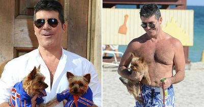 Simon Cowell responds to claim he's invited beloved Yorkshire Terriers to his stag do