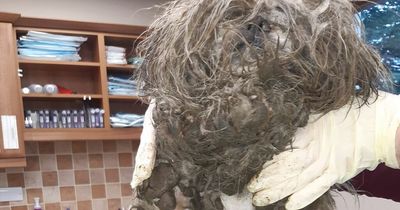 Neglected dog finally finds forever home after being found with 'faeces-matted fur'