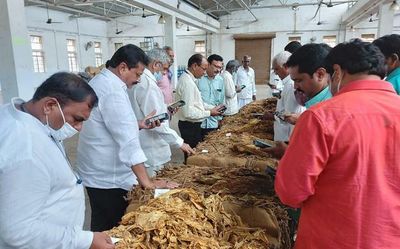 Bullish market brings cheer to tobacco farmers in Andhra Pradesh
