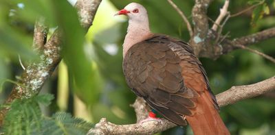 Pink pigeons in Mauritius made a remarkable comeback from near-extinction – but are still losing genetic diversity