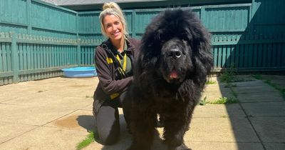 Dogs Trust looks for loving homes for biggest dogs they've ever cared for