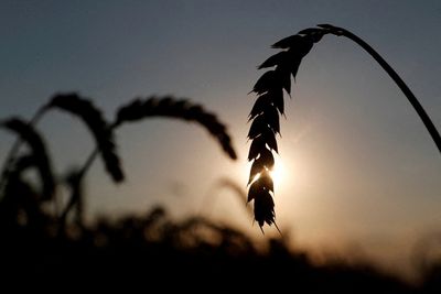 Russian blockade hits exports of Ukrainian agricultural products