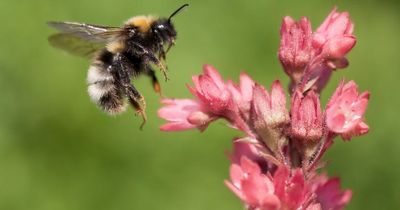 Belfast to join All-Ireland Pollinator Plan