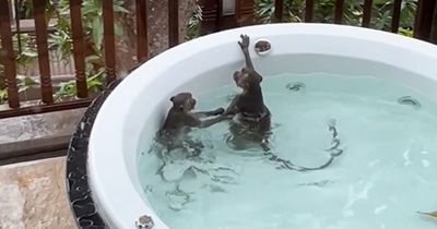 Couple return to hotel room to find wild monkeys have taken over the jacuzzi