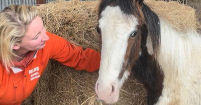 My Lovely Horse Rescue give animals human names to help rehome them